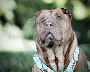 Shar Pei dog