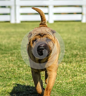 Shar Pei dog