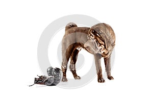 Shar pei dog with boxing glove on white background