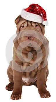 Shar pei dog with christmas hat