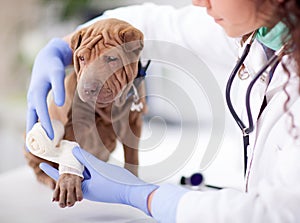 Shar Pei dog getting bandage after injury on his leg by a veter photo
