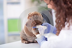 Shar Pei dog getting bandage after injury on his leg by a veterinarian