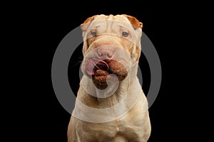 Shar-pei Dog Isolated on Black Background