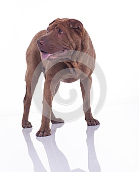 Shar Pei dog