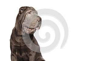 Shar-pei Dog Isolated on White Background