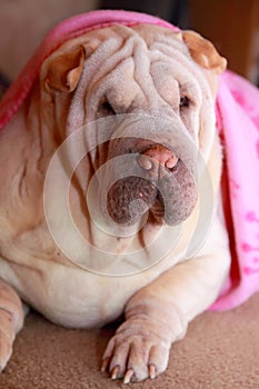 Shar pei dog pink blanket