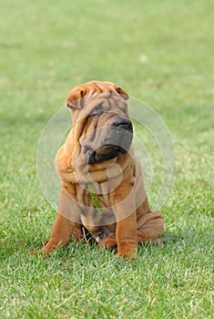 Shar-pei dog puppy portrait