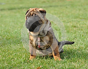 Shar-pei dog puppy portrait