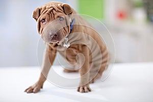 Shar-pei dog puppy portrait