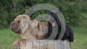 Shar Pei Dog and the Scottish terrier