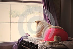 Shar pei looking out window