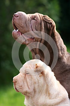 Shar pei mother with her puppy