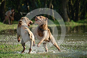 Shar pei playing in the water photo