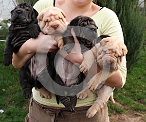 Shar pei puppies in hand photo
