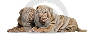 Shar Pei puppies lying, cuddling