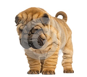 Shar Pei puppy, 2 months old, standing and looking down
