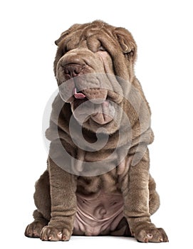 Shar Pei puppy, 3 months old, sitting photo