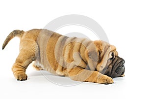 Shar pei puppy