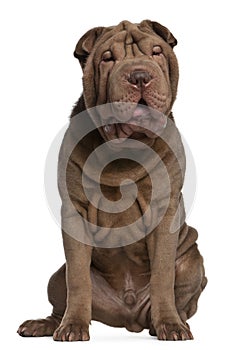 Shar Pei puppy, 5 months old, sitting photo