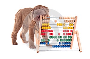 Shar-pei puppy is learning to count with Abacus photo