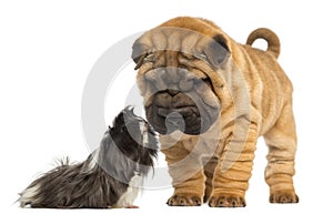 Shar Pei puppy looking down at a guinea pig, 2 months old