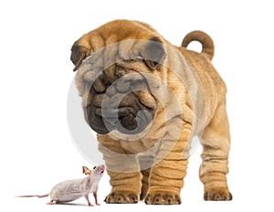 Shar Pei puppy looking down at a Hairless mouse