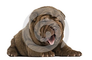 Shar Pei puppy lying down, panting, isolated photo