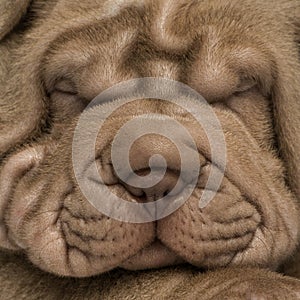 Shar Pei puppy's face, isolated on white photo