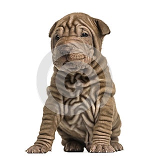 Shar Pei puppy sititng photo