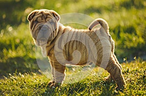 Shar Pei puppy standing on the lawn