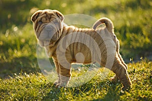 Shar Pei puppy standing on the lawn