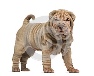 Shar Pei puppy standing, looking at the camera