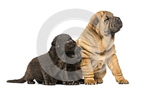 Shar pei puppy and two Black Leopard cubs sitting