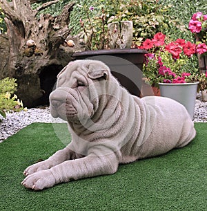 Shar Pei puppy