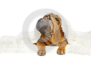 Shar pei puppy under plaid