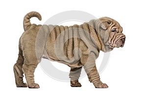 Shar Pei puppy walking, isolated on white