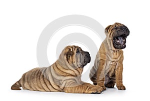 Shar pei pups on white background