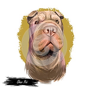 Shar Pei purebred type of dog originated from China digital art. Isolated watercolor portrait of pet close up, animal