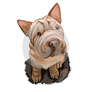 Shar Pei purebred type of dog originated from China digital art. Isolated watercolor portrait of pet close up, animal