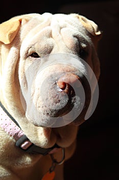 Shar pei in sun photo