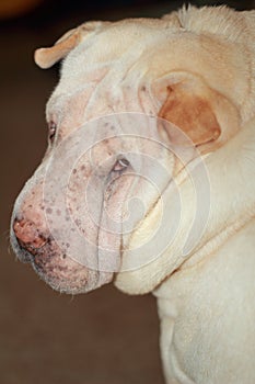 Shar pei in sun