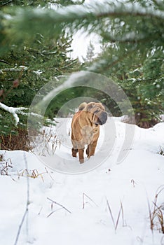 Shar Pei winter in the coniferous forest. close up. walk in the winter fir forest