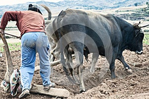 Sharecropper plowing a field for potatoes
