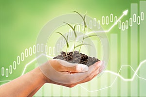 Shareholder graph and success tree photo