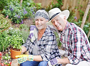 Sharing a love of gardening. A happy senior couple busy gardening in their back yard.