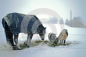 Sharing Lunch During a Blizzard