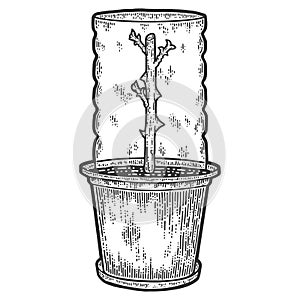 Sharing rose planted in pot and cover with plastic bottles. Engraving raster illustration.