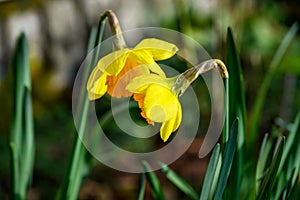 Sharing secrets, cheerful yellow daffodils leaning towards each other, signs of spring