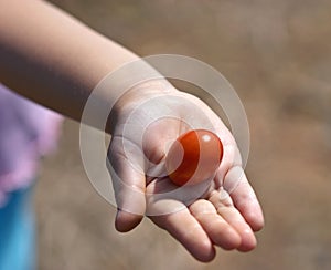 Sharing tomato