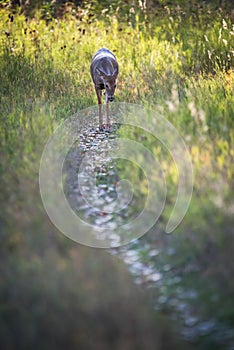 Sharing The Trail